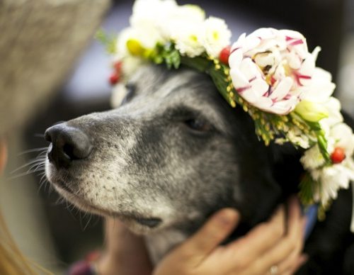 Flower Bouquets for Dog Lovers