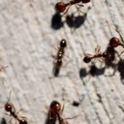 Centennial’s High-Altitude Weather Swings: Hidden Reason Ants Invade Kitchens