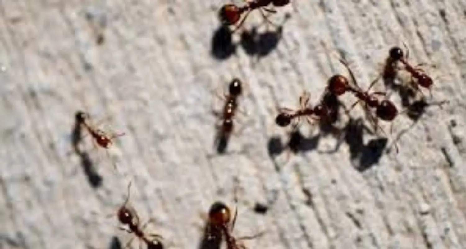 Centennial’s High-Altitude Weather Swings: Hidden Reason Ants Invade Kitchens